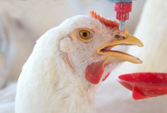 My Inexpensive, Low-Energy,  Automatic Chicken Water Heater